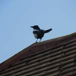 Bournemouth - black and white bird on roof
