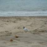 Bournemouth - Probably seagull or a bird like it