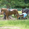 Osterley Park London Picture Horses