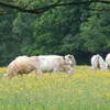 Osterley Park London Picture white Cows