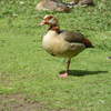 Osterley Park London Picture duck bird