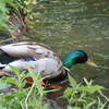 Osterley Park London Picture coloured bird duck