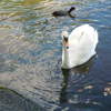 Osterley Park London Duck
