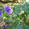 Osterley Park London blue flowers