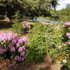 Osterley Park London pink flowers