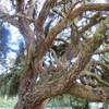 Osterley Park London cork trees