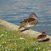 Osterley Park London Duck and small duck