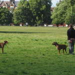 Clapham Common in London 2 brown dogs