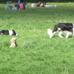 Clapham Common in London sheep dogs