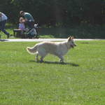 Clapham Common in London white dog